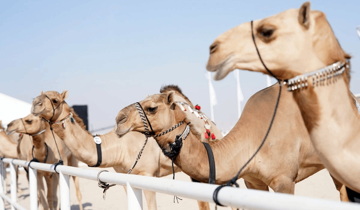Qatar Camel Festival